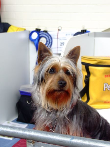 silky terrier haircut